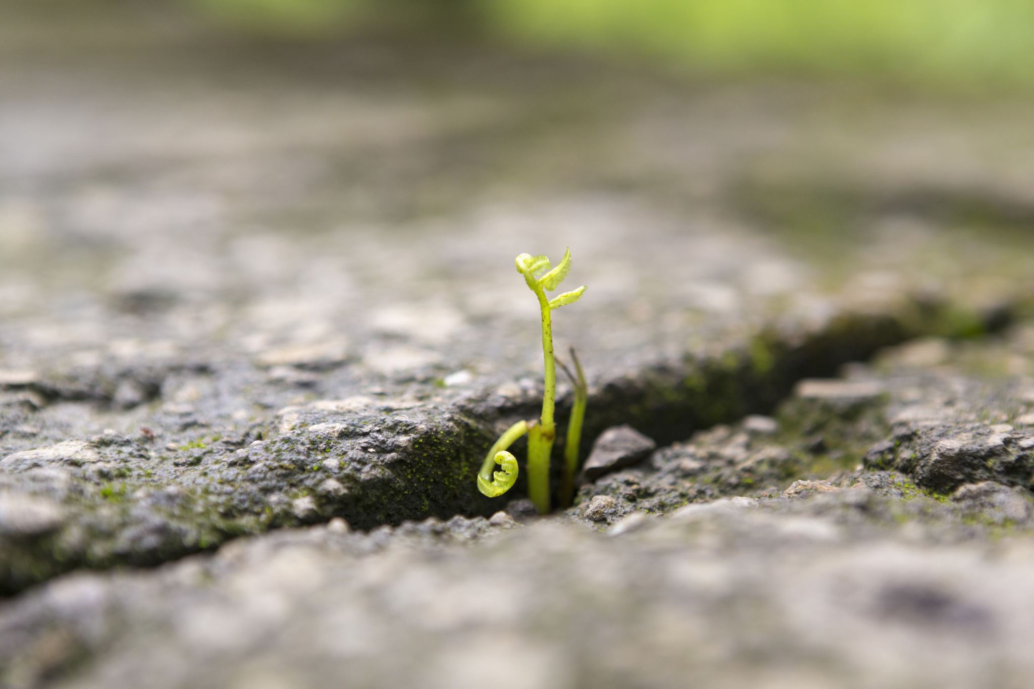 A seedling grows through a crack in stone